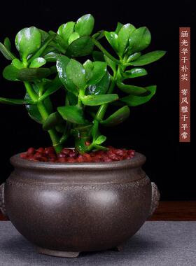 紫砂花盆圆形园艺兰花盆君子兰吊兰蕙兰蝴蝶兰阳台盆景盆简约陶瓷