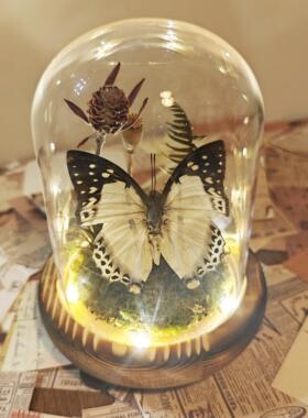蝴蝶标本玻璃罩成品微景观装饰摆饰生态动植物永生花干 干燥花创