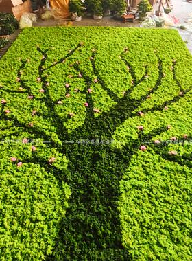 仿真绿色植物背景墙定制永生苔藓植物墙装饰绿化垂直青苔文化墙面