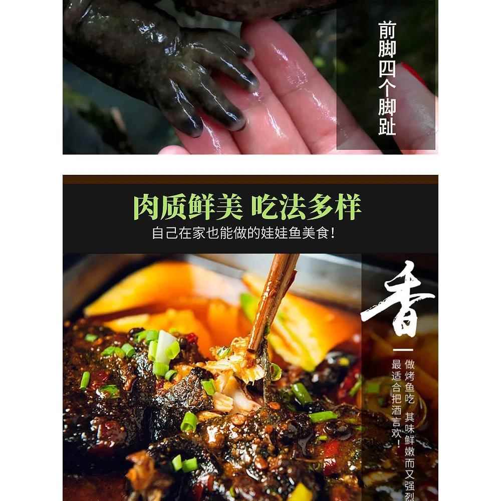 养殖厂直供5斤一条娃娃鱼鲜活食用活鱼大鲵宠物苗水产淡水鱼包活 - 图0