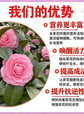 茶花叶斑病专用芍药叶枯黑斑炭疽干焦尖落黄杀菌虫肥料专用营养液