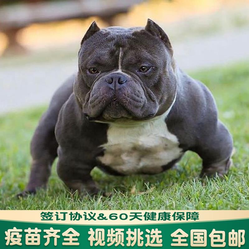 恶霸犬纯种幼犬赛级双血统美国恶霸丁香蓝黑色口袋蛤蟆体微体狗狗 - 图1