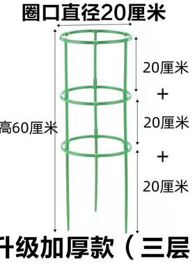 花架子火龙果太阳花月季绿萝花盆