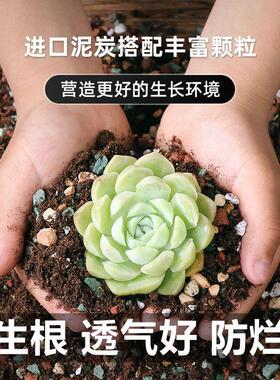 思威博多肉营养土颗粒专用土壤种植栽培土养花通用型泥炭植物花土