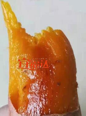 电加热连续红薯烘烤机 烤红薯线 蜜烤冰薯成套设备 操作简