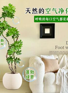 绿植内室盆鸭栽客厅大造型鸭脚大木型掌净化空气懒人四季常青le1H