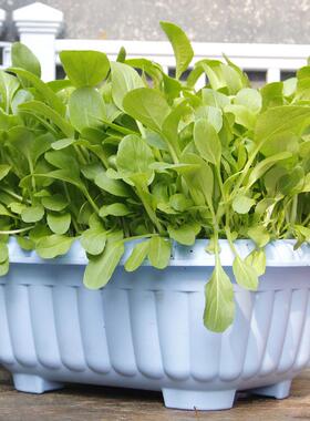 种植箱大号家用种菜盆长方形塑料种菜盆阳台户外菜园透气专用室外