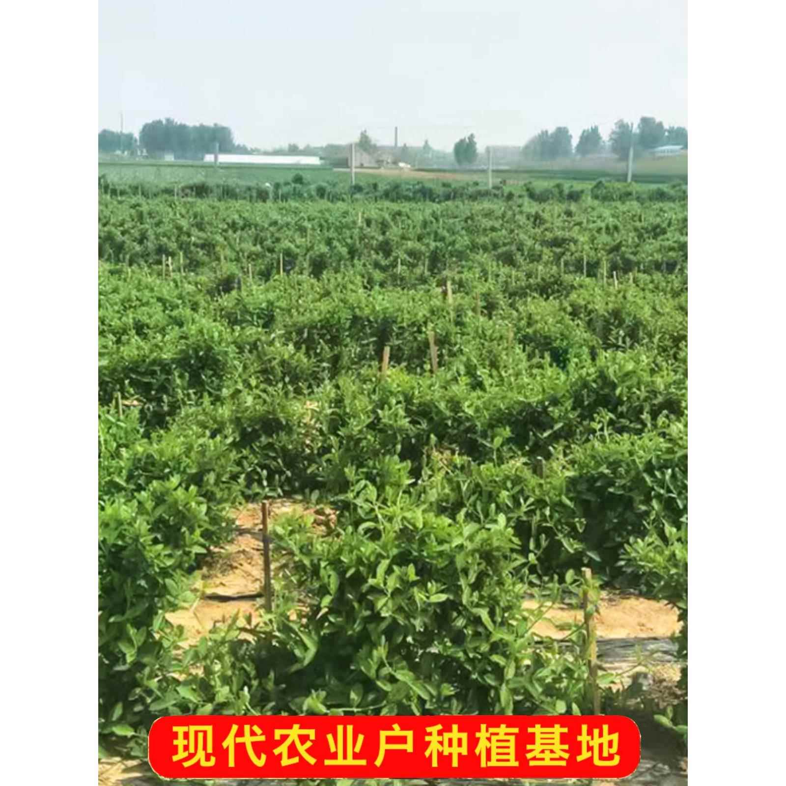 四季金银花树苗盆栽地栽当年开花室内食用药忍冬红色耐寒花卉南北 - 图0