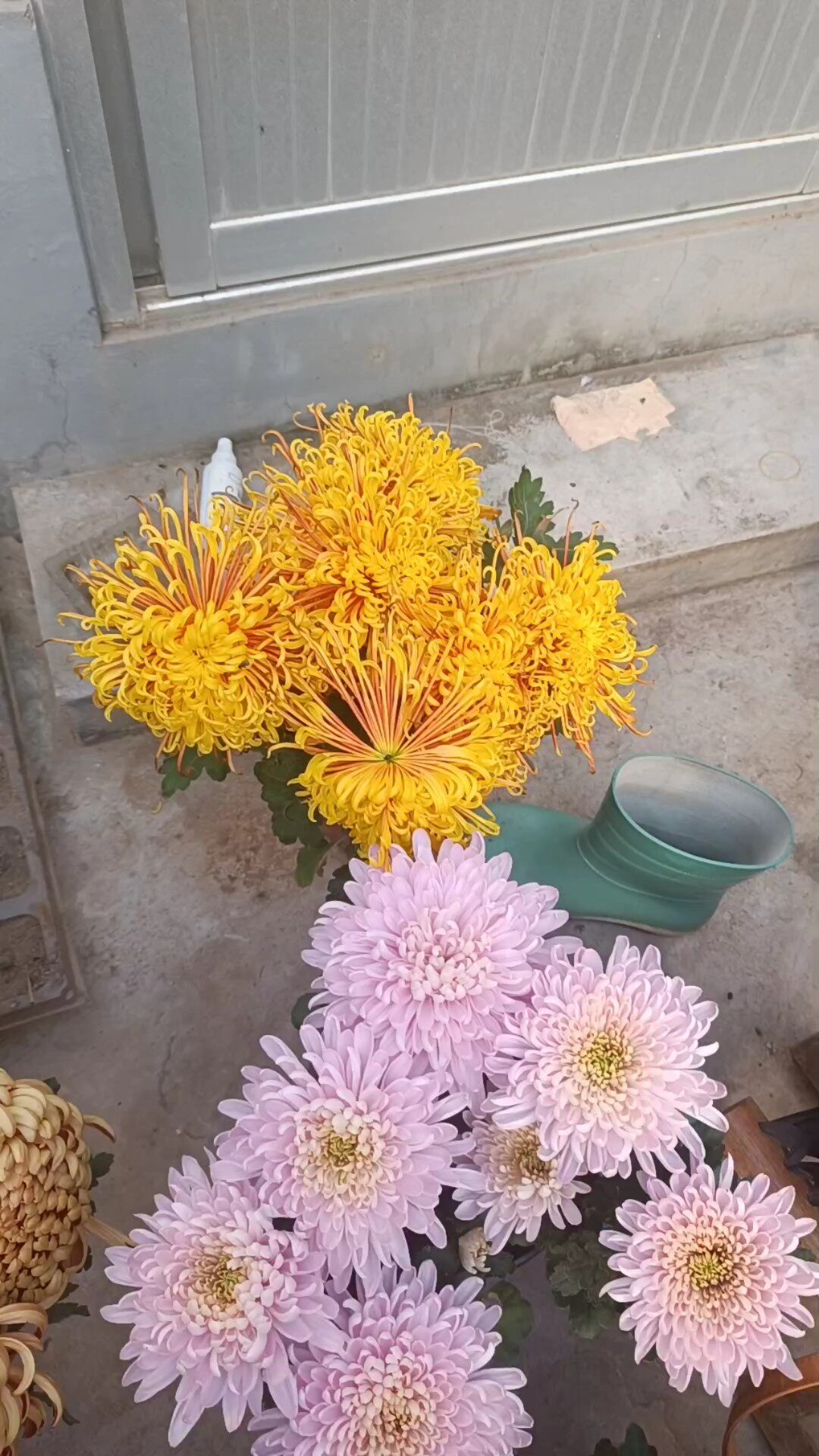 菊花品種 Top 0件菊花品種 22年12月更新 Taobao