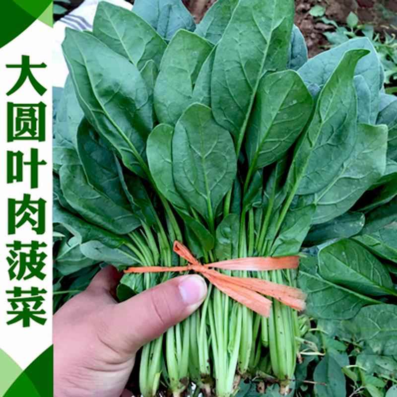 红根大叶菠菜籽种耐热耐寒杂交菠菜种子阳台种植蔬菜种孑秋播越冬 - 图0