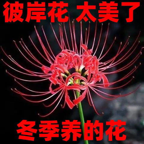 驚きの値段 彼岸花球根50個 プランター 驚きの値段 彼岸花球根50個 プランター