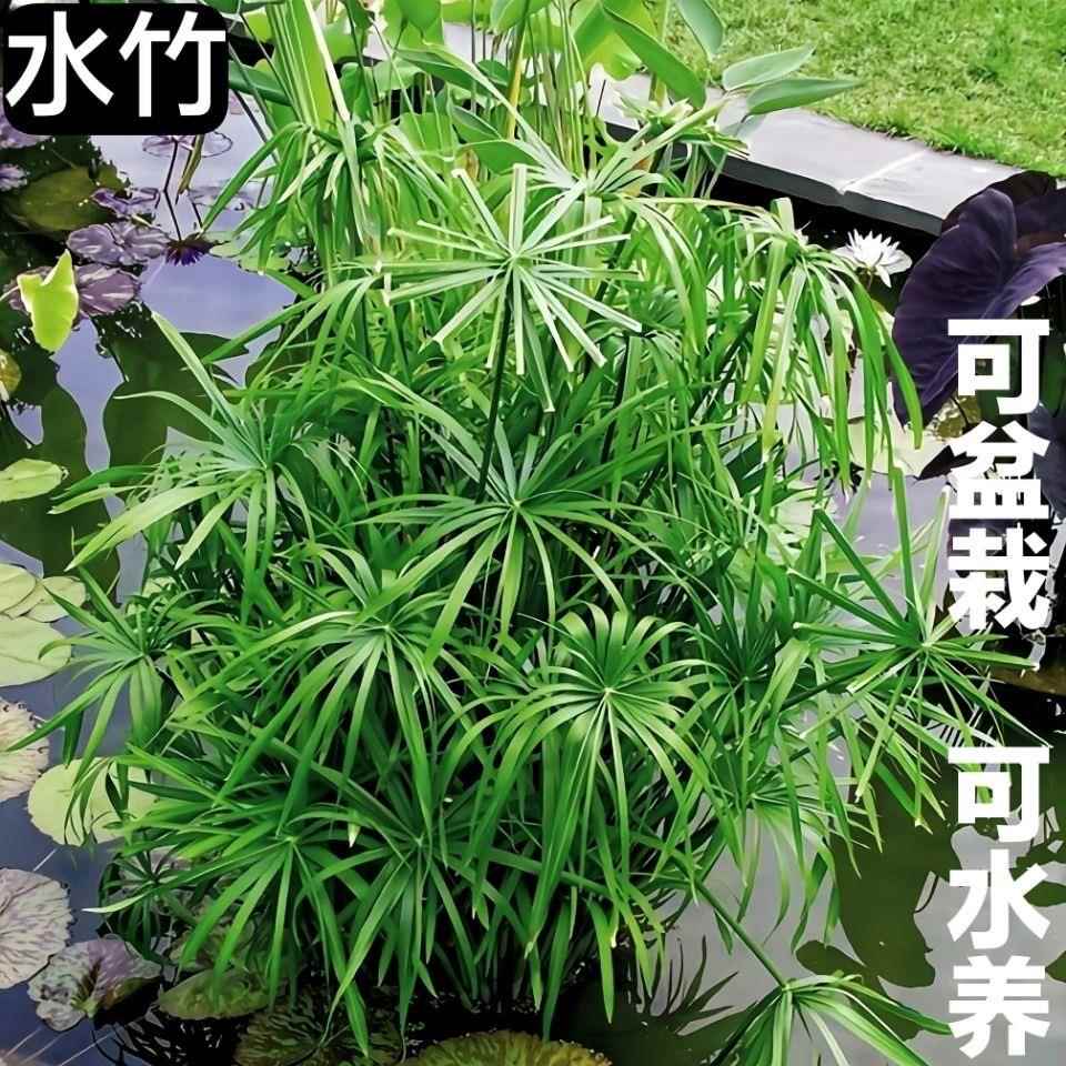 水培植物水竹鱼塘盆栽水棕竹旱伞草风车草水生鱼缸水养好养富贵竹 - 图1