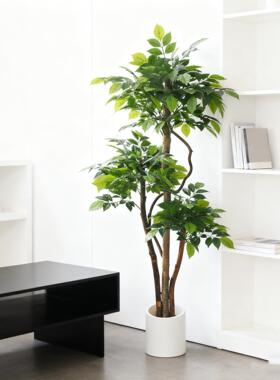 彷真植物1米6三杆幸福树发财树落地盆栽盆景观赏小叶树橱窗客厅