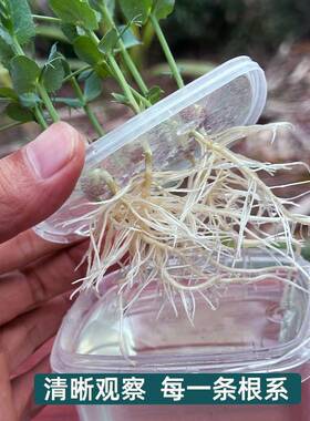小学生儿童植物观察盒绿豆芽生长种植水培盆栽幼儿园实验作业