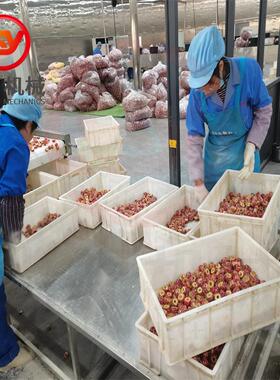 全自动冻干山楂浸糖机自动化红糖柠檬片裹糖机冻干草莓脆上糖机