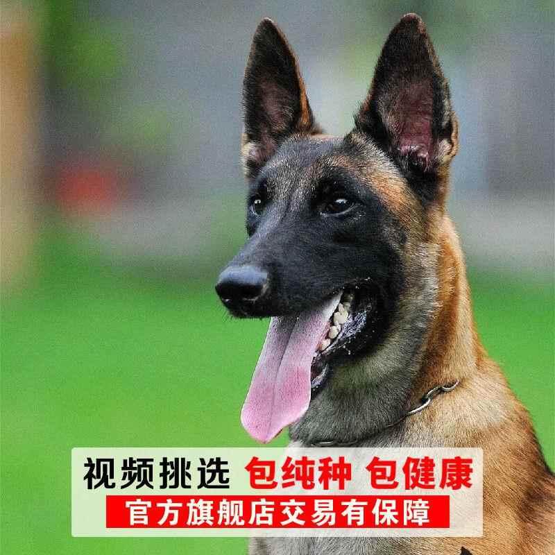 马犬幼犬看家护院犬爆红黑红马黄马犬小马犬纯马犬正宗警犬护卫犬 - 图3