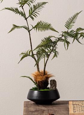 新中式造景仿真金丝猴蕨金毛蕨树绿植民宿茶室桌样板间摆件
