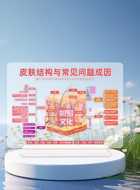皮肤问题成因讲解工具皮肤结构模型美容院专用亚克力摆件专业教育