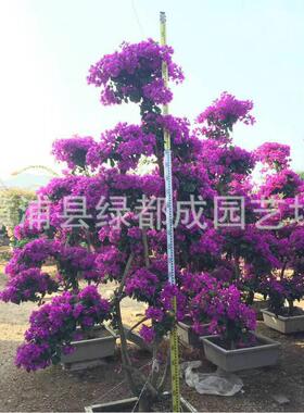 多色三角梅盆栽园艺常绿性紫色勒杜鹃红花三角梅大盆景植物