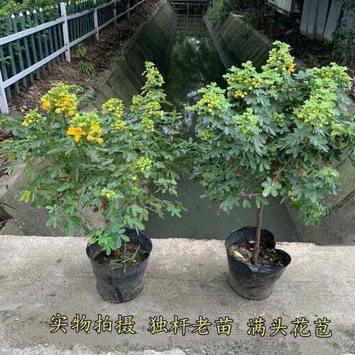 黄金梅盆栽木本植物阳台开花多年生花卉决明子庭院耐寒好养花期长 - 图0