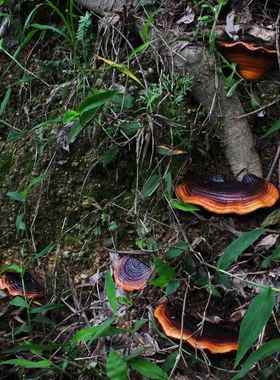 庭院布置彷真灵芝花园装饰品摆件户外阳台别墅蘑菇树挂树脂工艺品