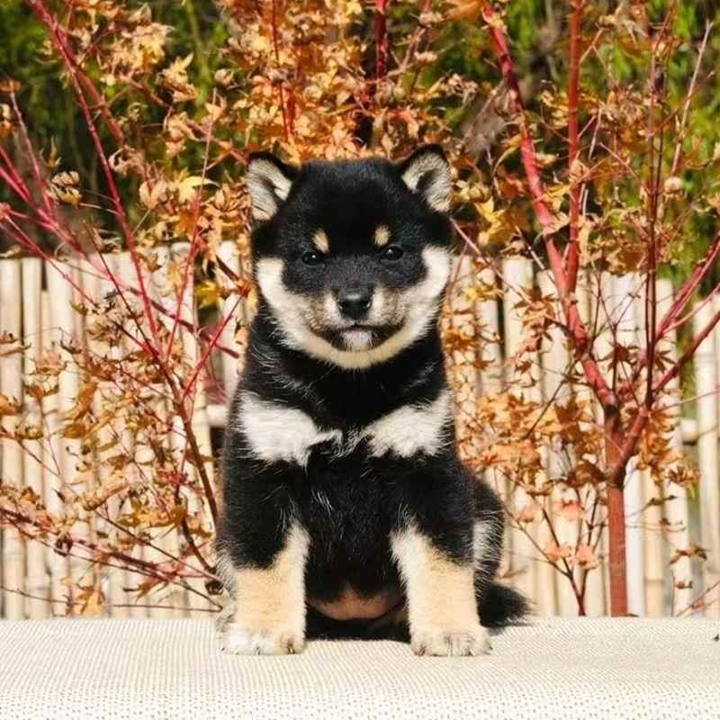 纯种柴犬幼犬赤柴黑色豆柴幼崽日本柴犬双血统秋田犬小型犬宠物狗-图2