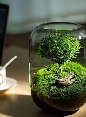 生命之树微景观玻璃瓶苔藓多肉植物绿植造景桌面创意摆件花瓶