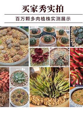 黄金软麦饭石颗粒多肉铺面石专用纯颗粒营养土壤绿植盆栽植物通用