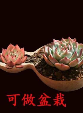 瓢盛中式家用天然葫芦农村水瓢木水瓢老式木瓢水瓢水瓢老式