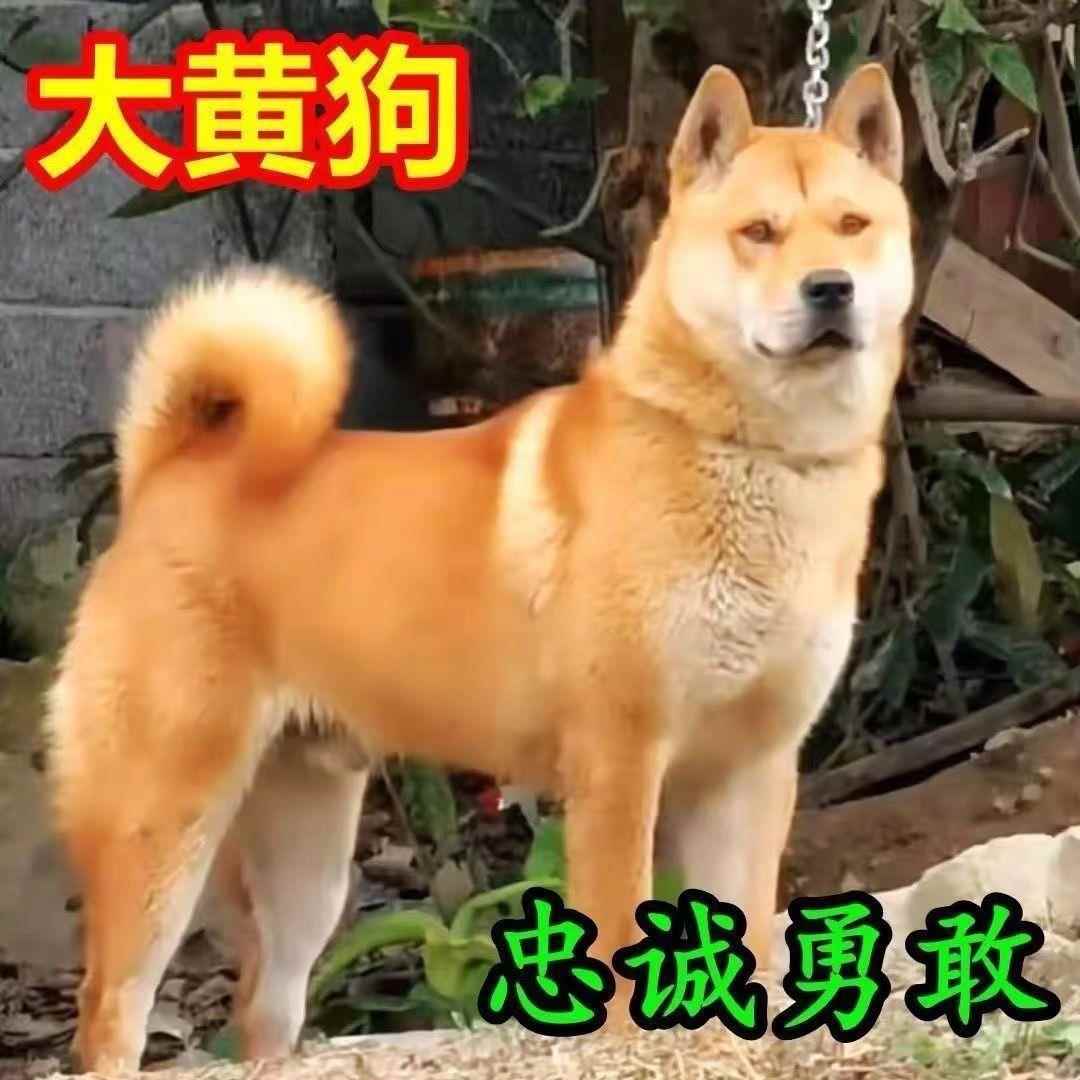 黄色广西土猎犬黄狗幼崽家养土狗狩猎犬中华田园犬看打猎大骨架狗-图2