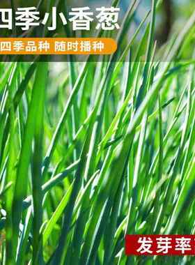 四季小香葱种子家庭种植阳台小葱种子盆栽葱种子易种蔬菜种子