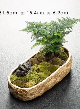 水仙花盆多肉花盆陶瓷无孔铜钱草养鱼缸仿石头大号绿萝水培植物盆
