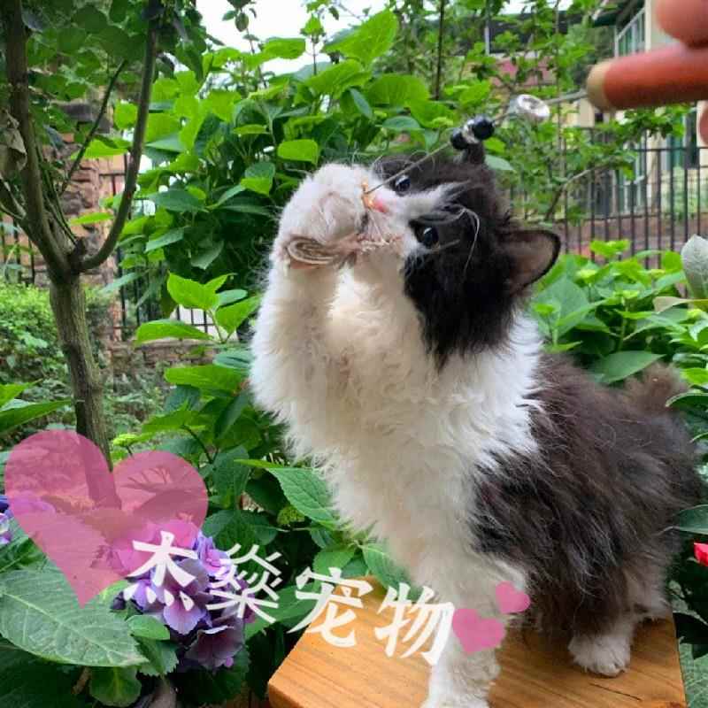 赛尔凯克卷毛猫长毛不掉毛猫披着羊皮的猫黑白卷毛德文猫活体幼猫 - 图2