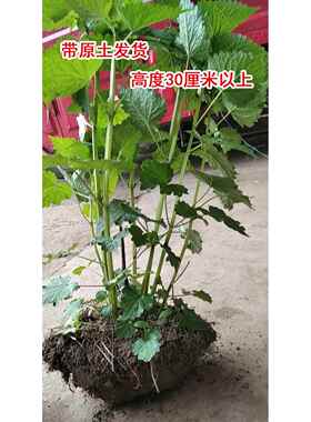 食用藿香种子盆栽老根土藿香苗广藿香树苗老桩薄荷苗五香叶荷香苗