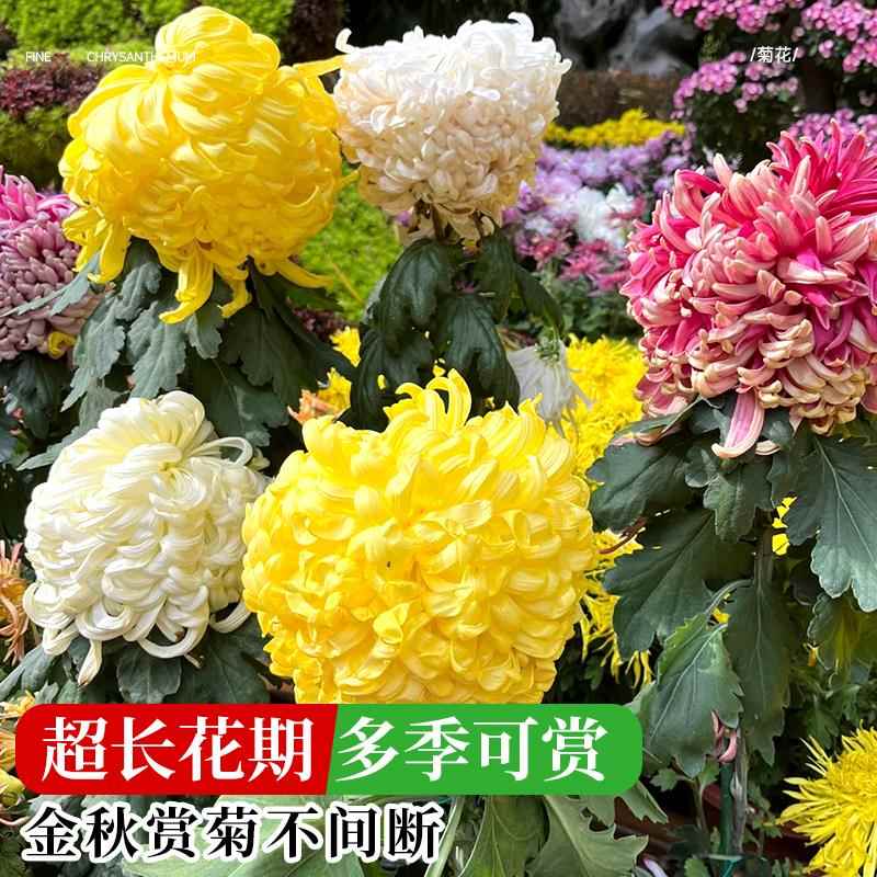 荷兰菊花苗四季种植菊花苗雏菊盆栽室内外阳台好养活绿植花卉秋菊 - 图2