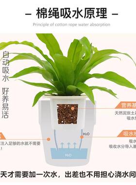 壁挂花盆垂吊吊兰花盆悬挂式花盆透气吊盆挂篮盆栽懒人吸水绿萝盆
