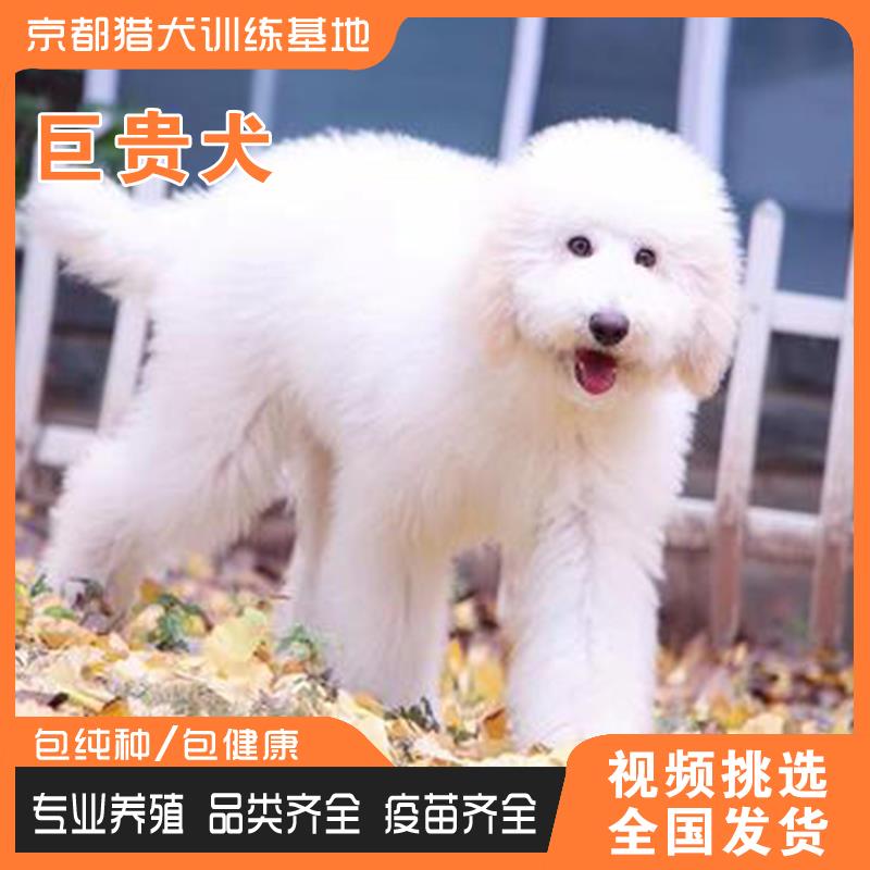 纯种巨型贵宾犬活体幼犬巨型泰迪香槟色红棕色白色贵宾家养宠物犬 - 图0