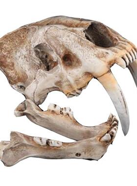 米模色美洲剑齿虎头骨型仿古生物石美洲剑齿化动物树脂工艺品藏摆