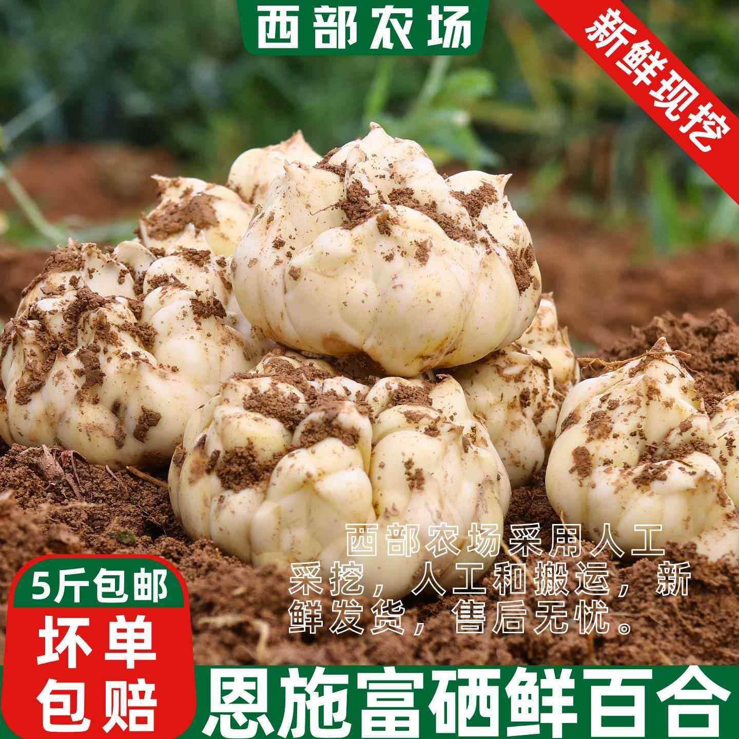 百合新鲜食用湖北恩施特产2025正宗富硒非兰州龙山牙宜兴蔬菜包邮,淘宝优惠券,粉丝福利购,淘宝优惠卷