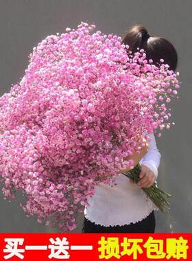 大束满天星干花花束真花鲜花论斤卖家用客厅摆件装饰插花中秋礼物