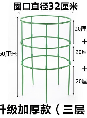 花架子火龙果太阳花月季绿萝花盆