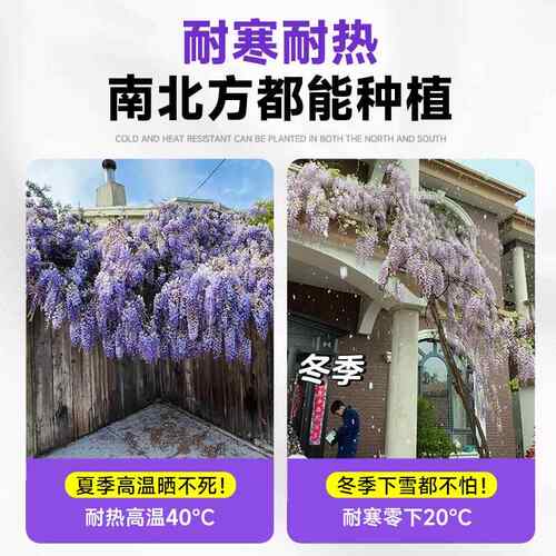 紫藤花树苗爬藤植物四季丰花庭院老桩粉色大苗藤蔓耐寒耐热室外 - 图1