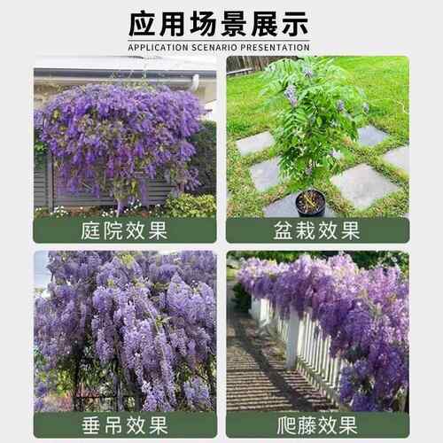 紫藤花树苗爬藤植物四季丰花庭院老桩粉色大苗藤蔓耐寒耐热室外 - 图2