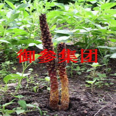 长白山野生不老草100g东北特产草苁蓉回春草泡酒料列当泡茶山苞米 - 图1