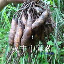 Wild fresh days winter nourishing yin and dry raw materials Traditional Chinese herbal medicine 20-1 catfish now dig for sale