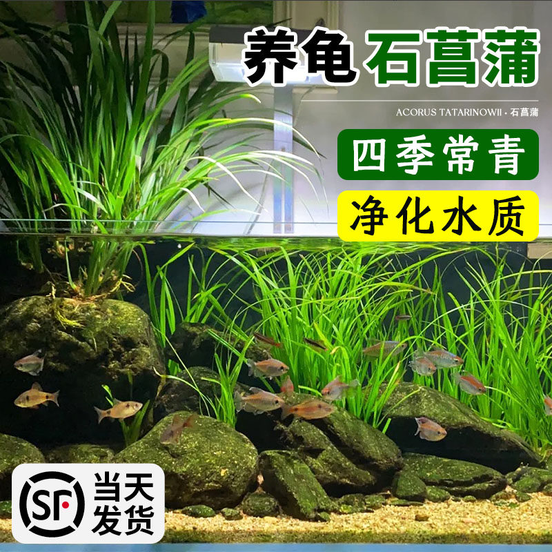 水培石菖蒲苗鱼池龟缸造景水草好养易活盆栽养龟绿植附石四季常青,淘宝优惠券,粉丝福利购,淘宝优惠卷