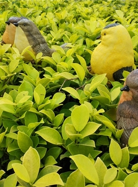 仿真自然树脂植物装饰摆件