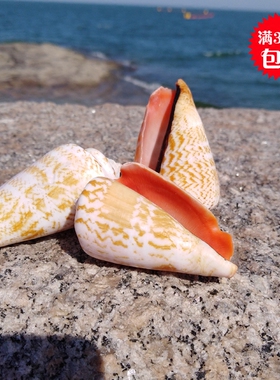 天然海螺贝壳红口螺鱼缸装饰地台墙贴装饰橱窗陈列家居装饰摆件