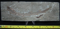 Lebanon imports sarfish fossilized marine hunter dinosaur dating back to ancient biological collection-level fidelity]