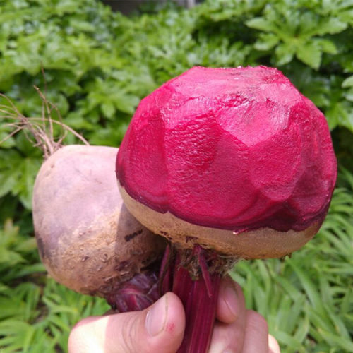 2026新鲜甜菜根5斤益顺康新鲜现挖甜菜紫菜头红菜头甜菜农家蔬菜 - 图0